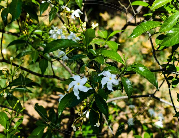 White Beautiful Flower