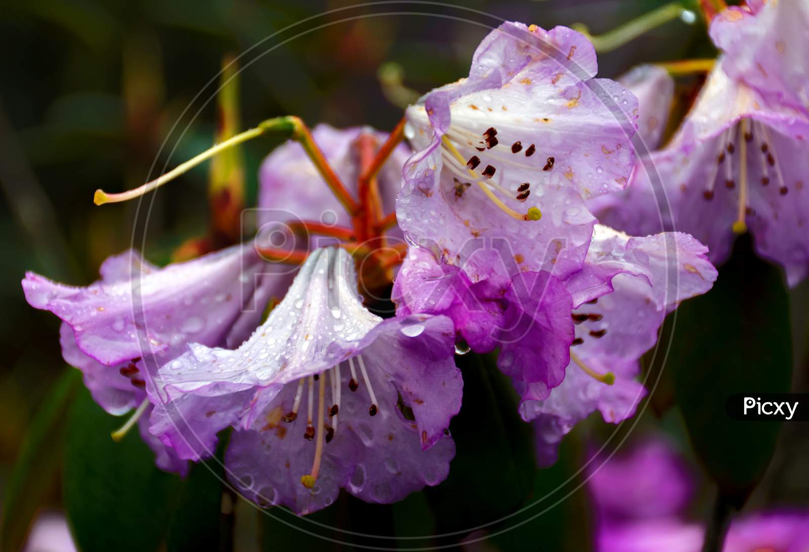A beautiful violet Rhododendron Flower in North Sikkim Eastern Himalaya