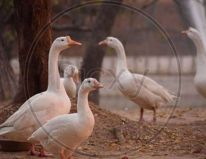 Bunch of ducks inside Lodhi Garden in Delhi India during morning time