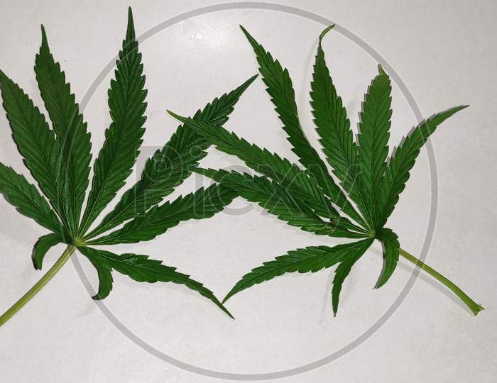 Close-up of Marijuana isolated with white background or texture