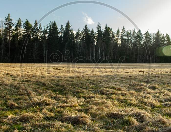 Grass Meadow After Winter, Forest Background