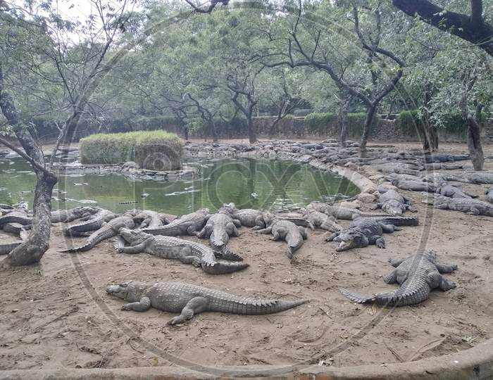 Crocodiles relaxing at the park