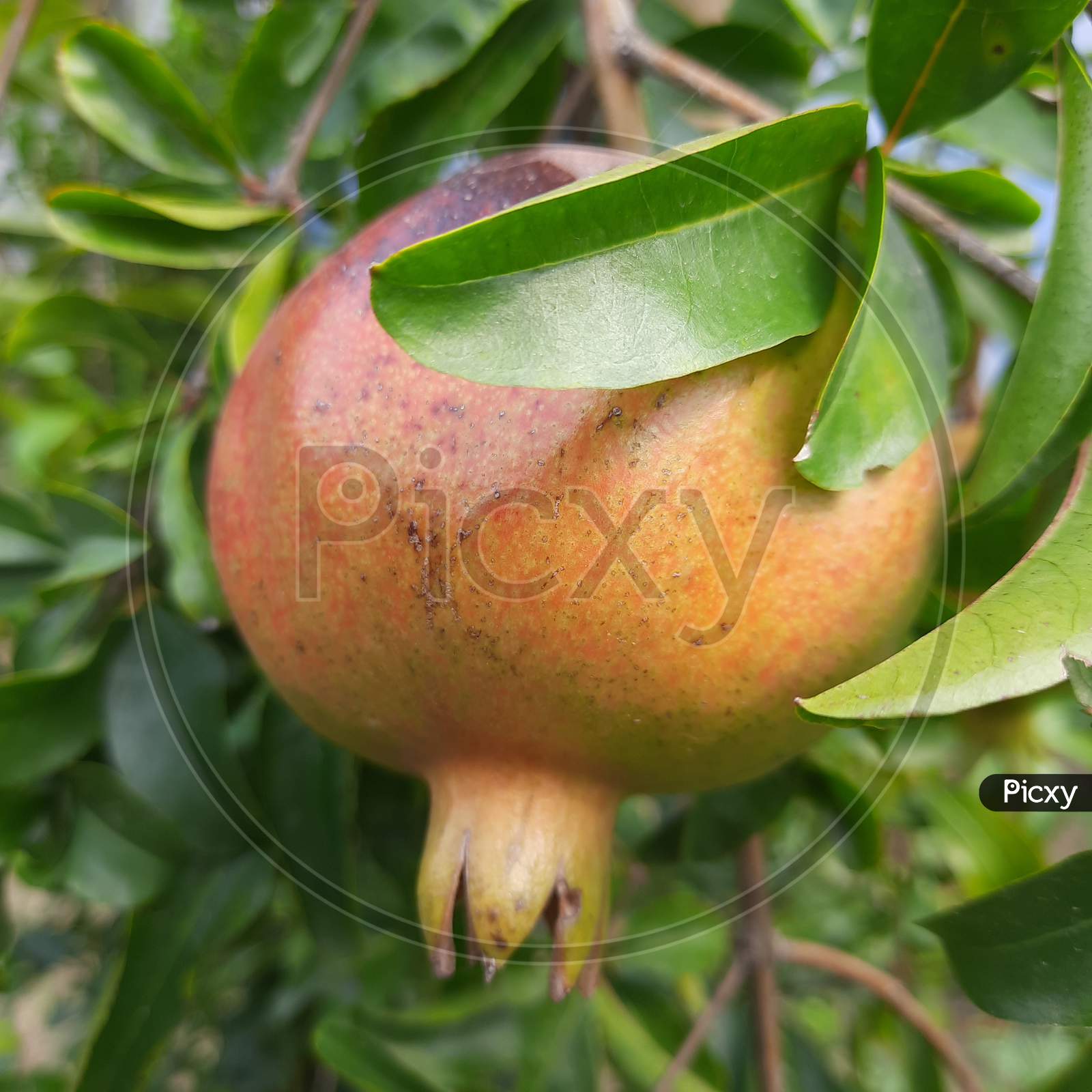 Pomogranate grown without any pesticides, naturally grown in backyard in India