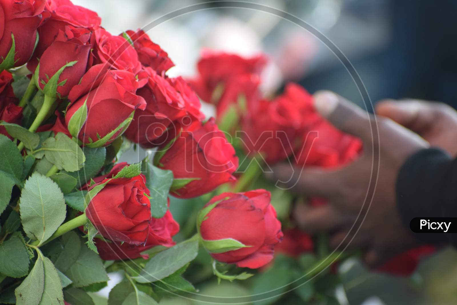 Fresh red roses in the flower market in Delhi India during morning time