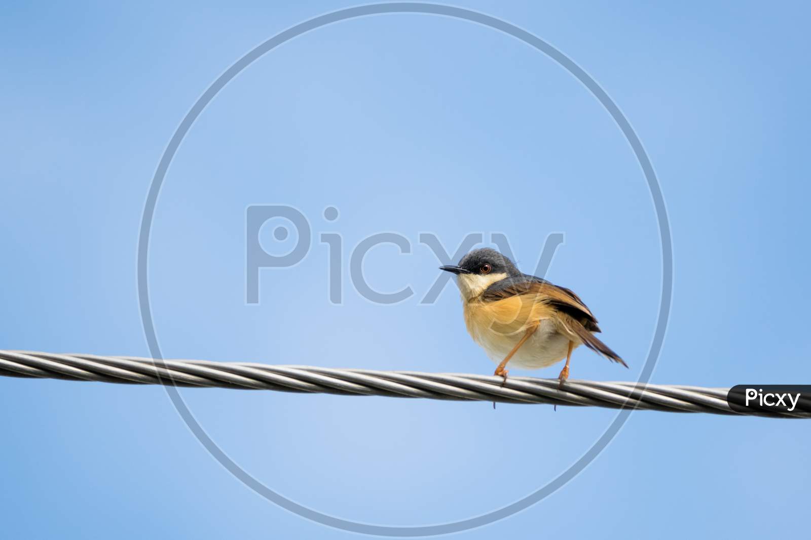Portrait Of Ashy Prinia (Prinia Socialis) Perching On A Powerline With Blue And Clear Sky In The Background