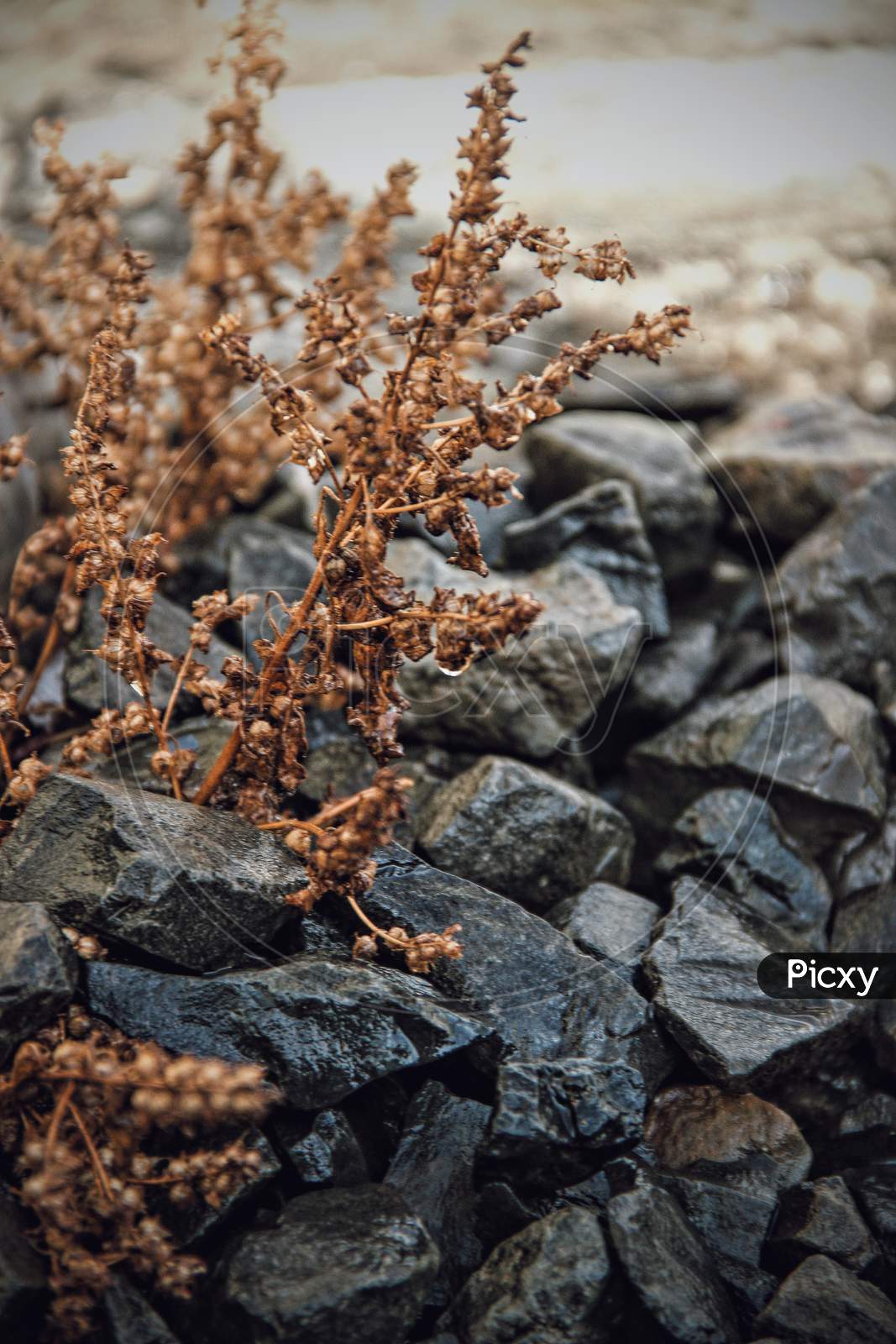 Brown plant growing in stones in rain captured in lockdown