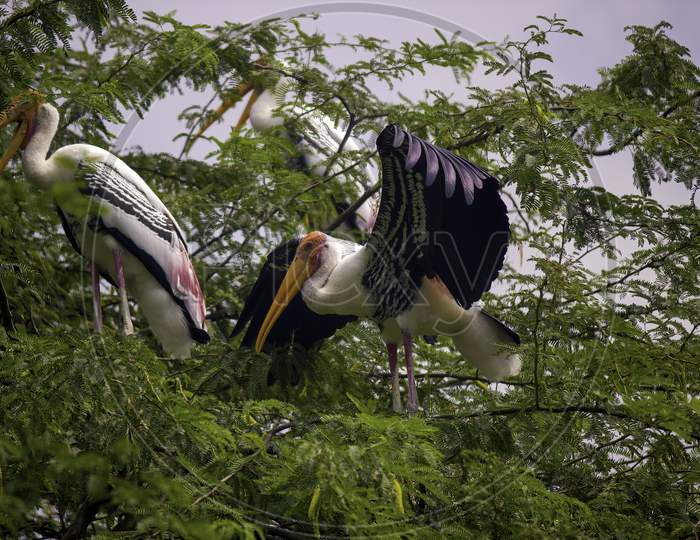 Painted Stork, A Species Of Bird.