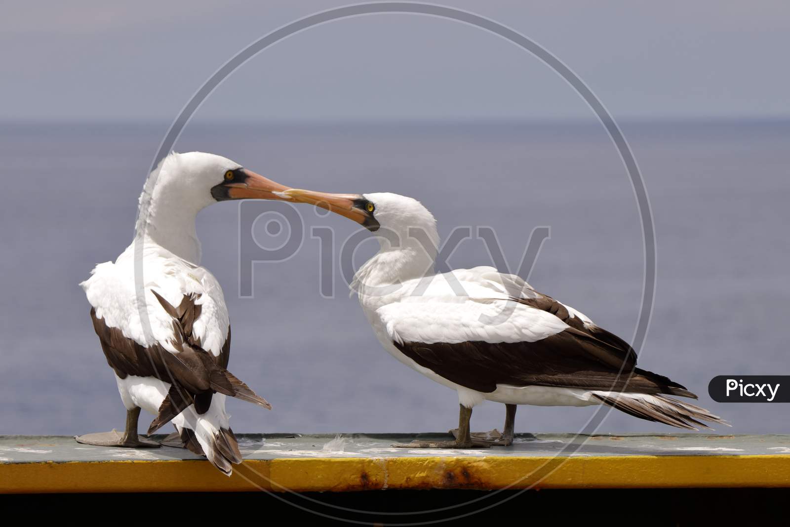Masking Booby Love of sharing