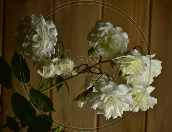 A Beautiful Closeup Photograph Of Flowers.
