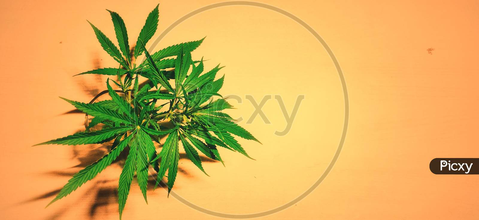 Close-up of Marijuana isolated with colorful background or texture