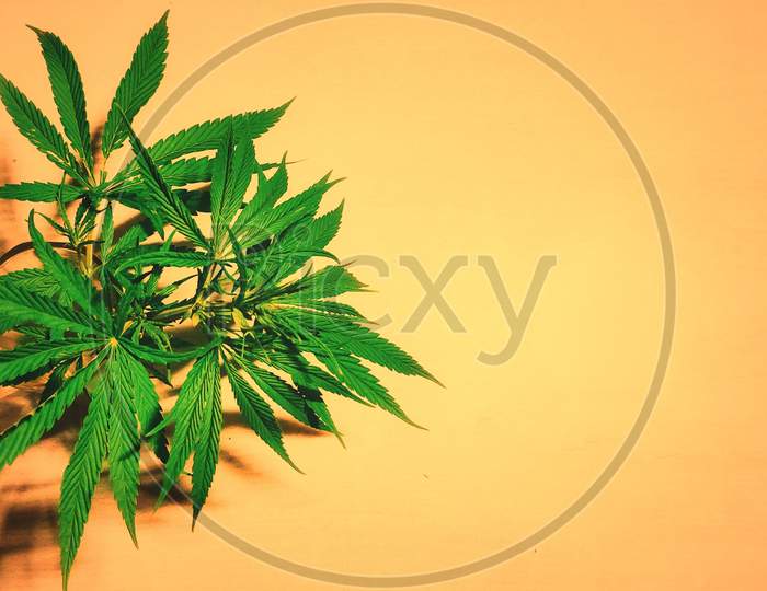Close-up of Marijuana isolated with colorful background or texture