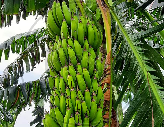 Raw Banana plant with banana