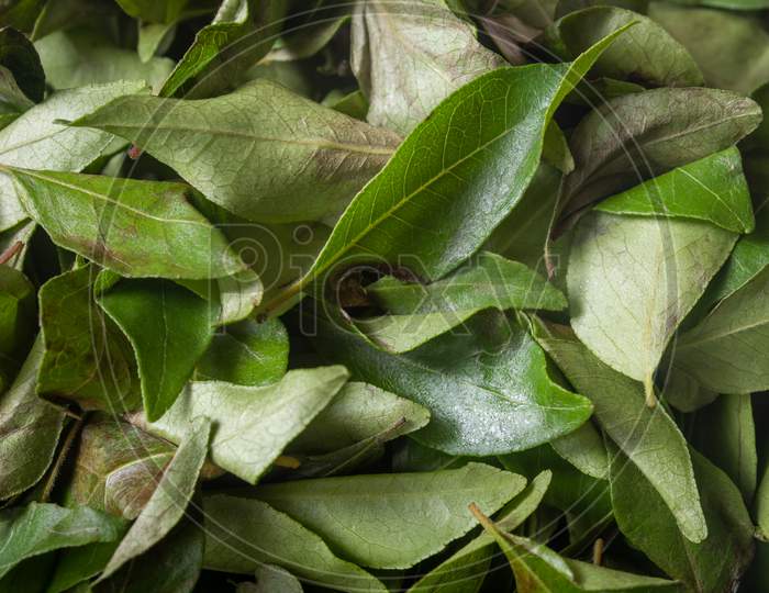 Close View Of Dry Curry Leaves Which Is A Common Ingredient In Indian Cooking.