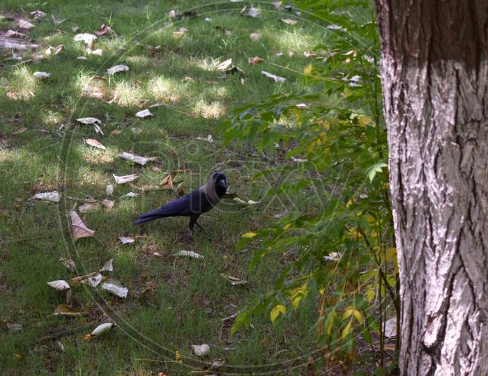 Crow in Garden