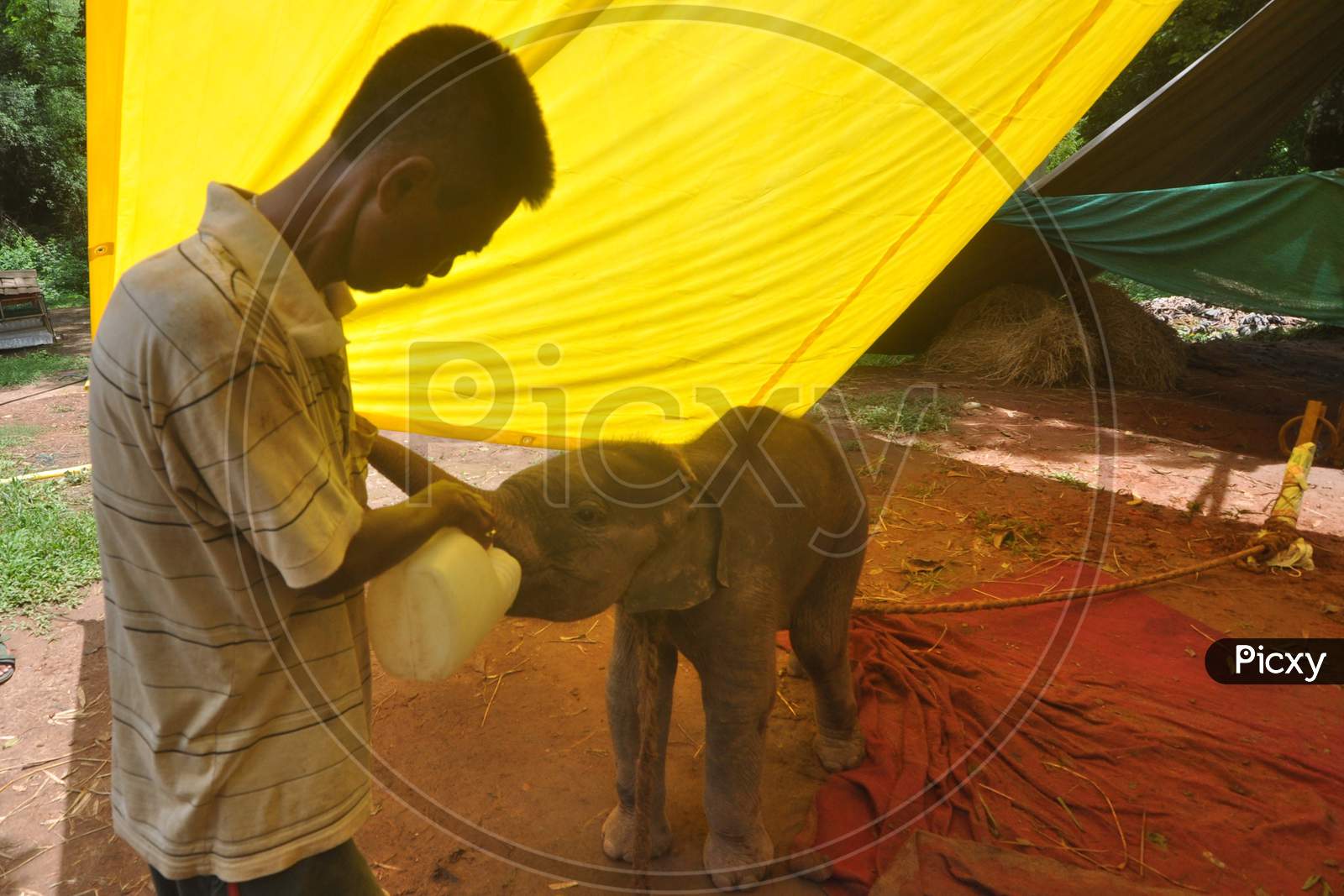 An Animal Keeper Feeds A  4-Month-Old Wild Elephant Calf Which  Was Rescued By Forest Officials From Rani Reserve Forest, At Assam State Zoo In Guwahati , India