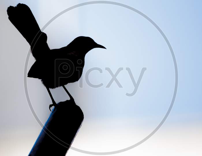 Silhouette Of Indian Robin (Copsychus Fulicatus) Perching On A Pole