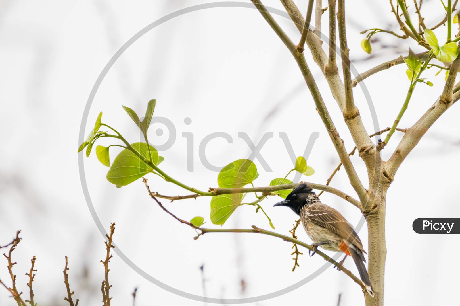 Red-Vented Bulbul (Pycnonotus Cafer) Perching On A Twig With Leaves