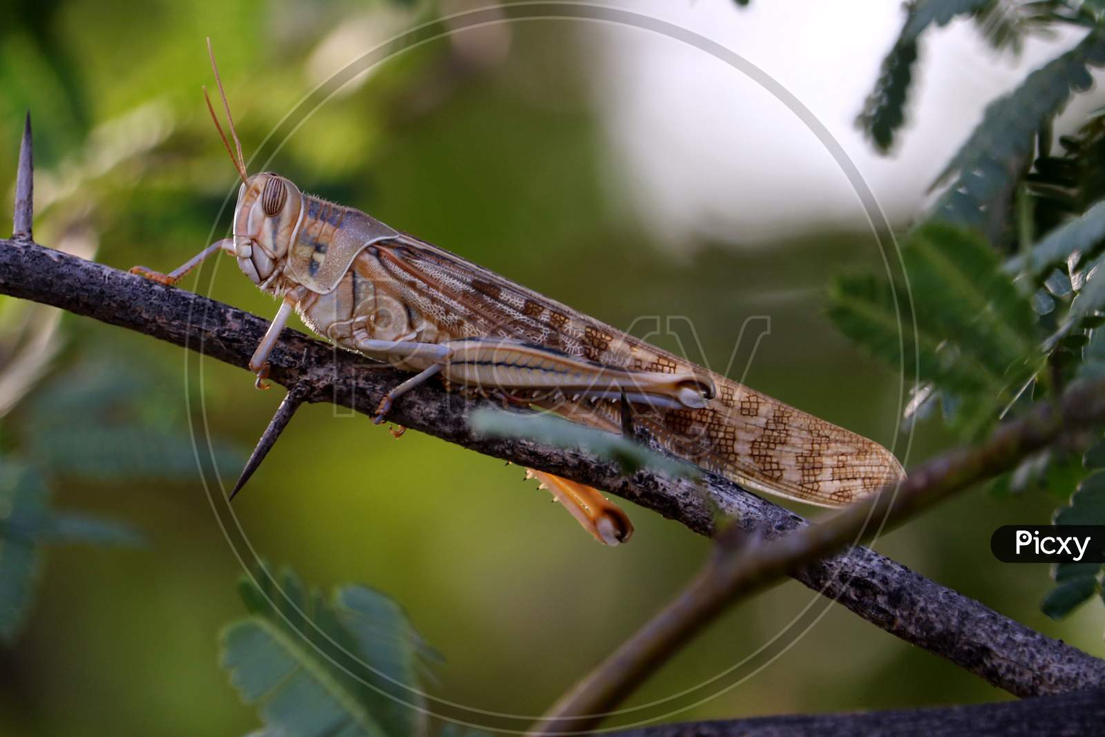 A Locust Spotted In The Outskirts Of Ajmer, Rajasthan On 15 June 2020.