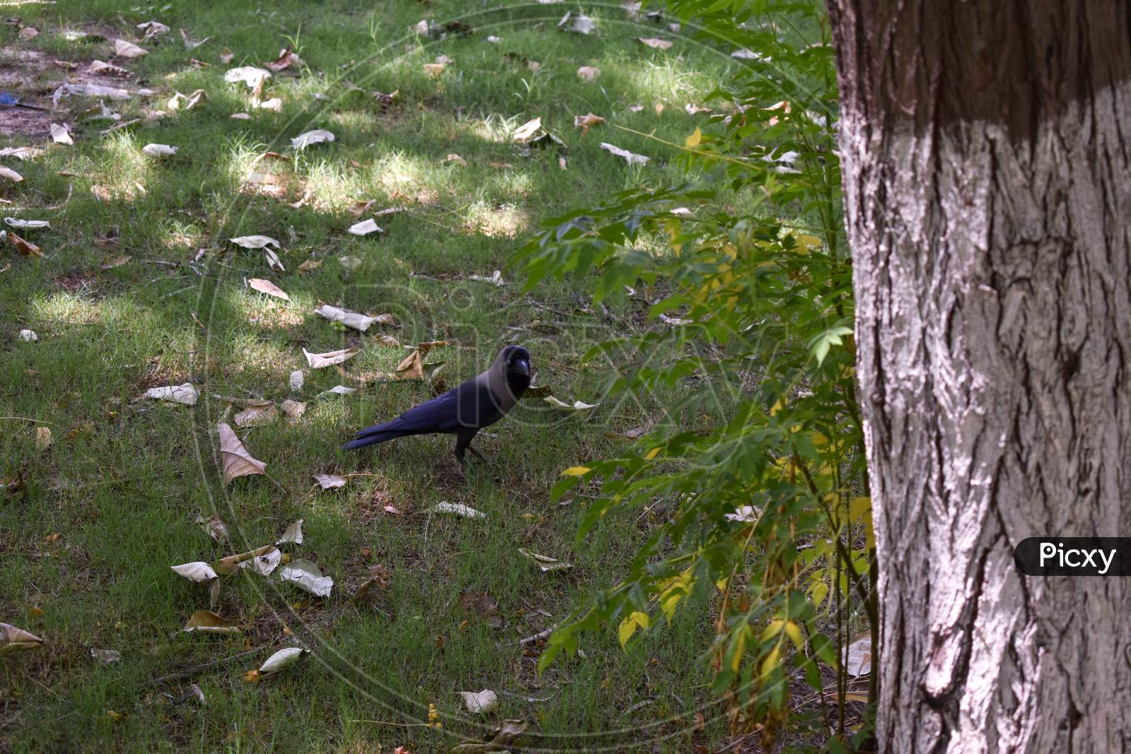 Crow in Garden
