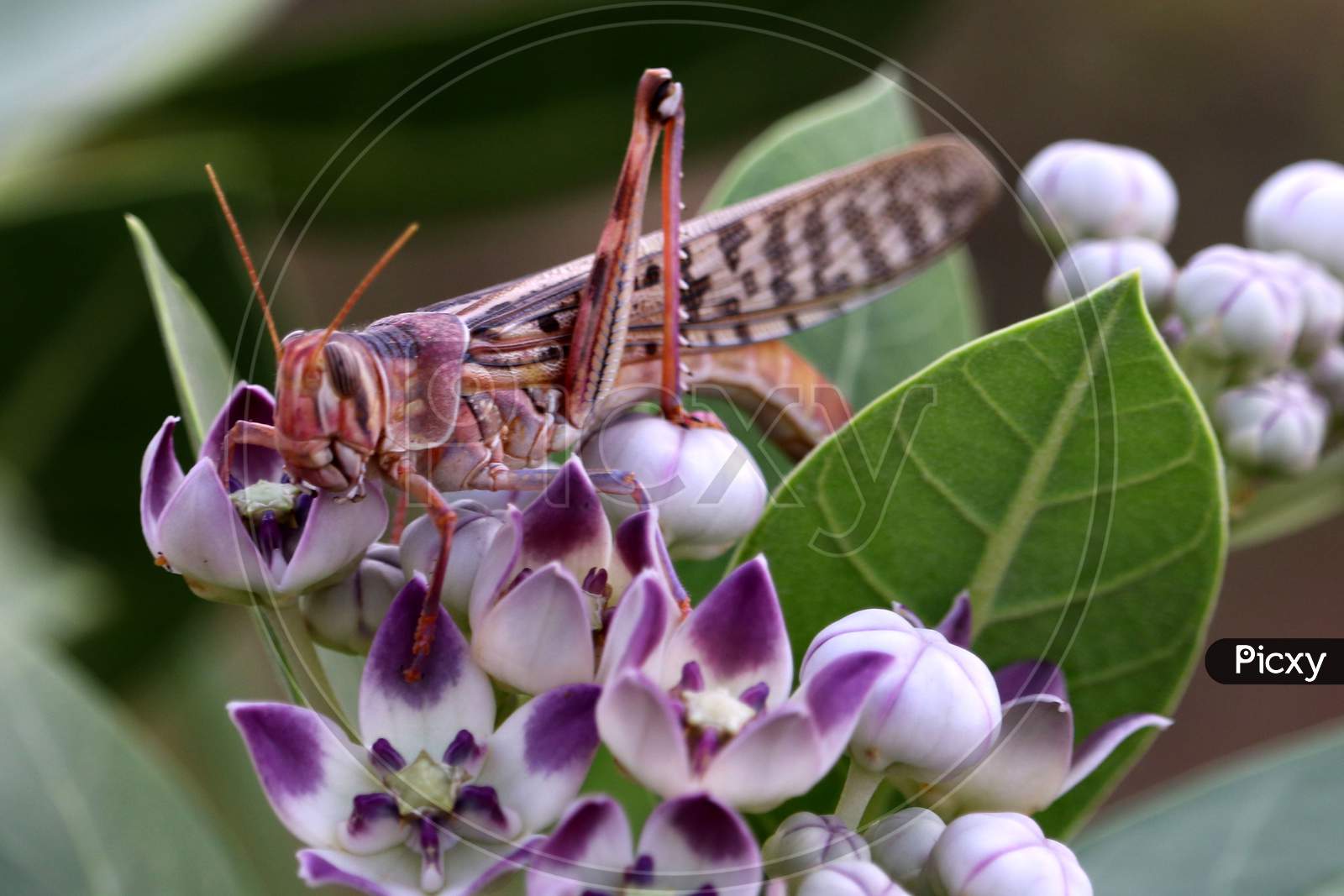 A Locust Spotted In The Outskirts Of Ajmer, Rajasthan On 15 June 2020.
