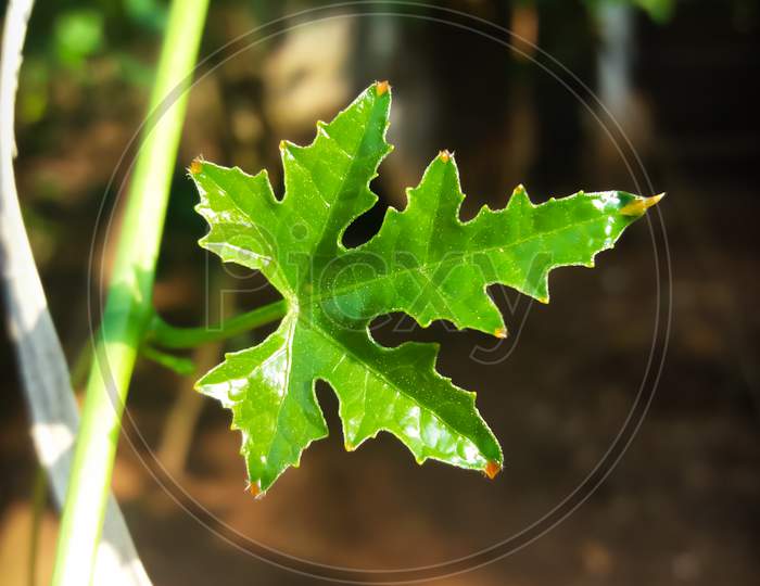 Green Grape Leaf In Plant