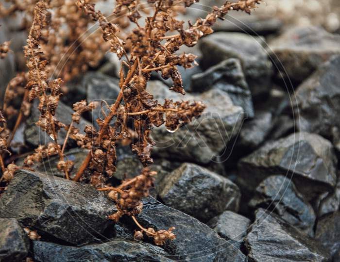 Brown plant growing in stones in rain captured in lockdown