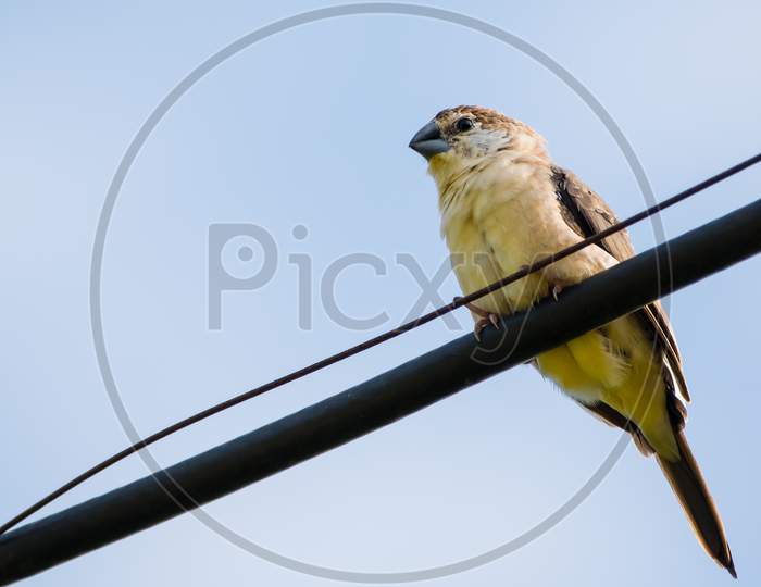 Portrait Of Indian Silverbill (Euodice Malabarica) Perching On A Wire