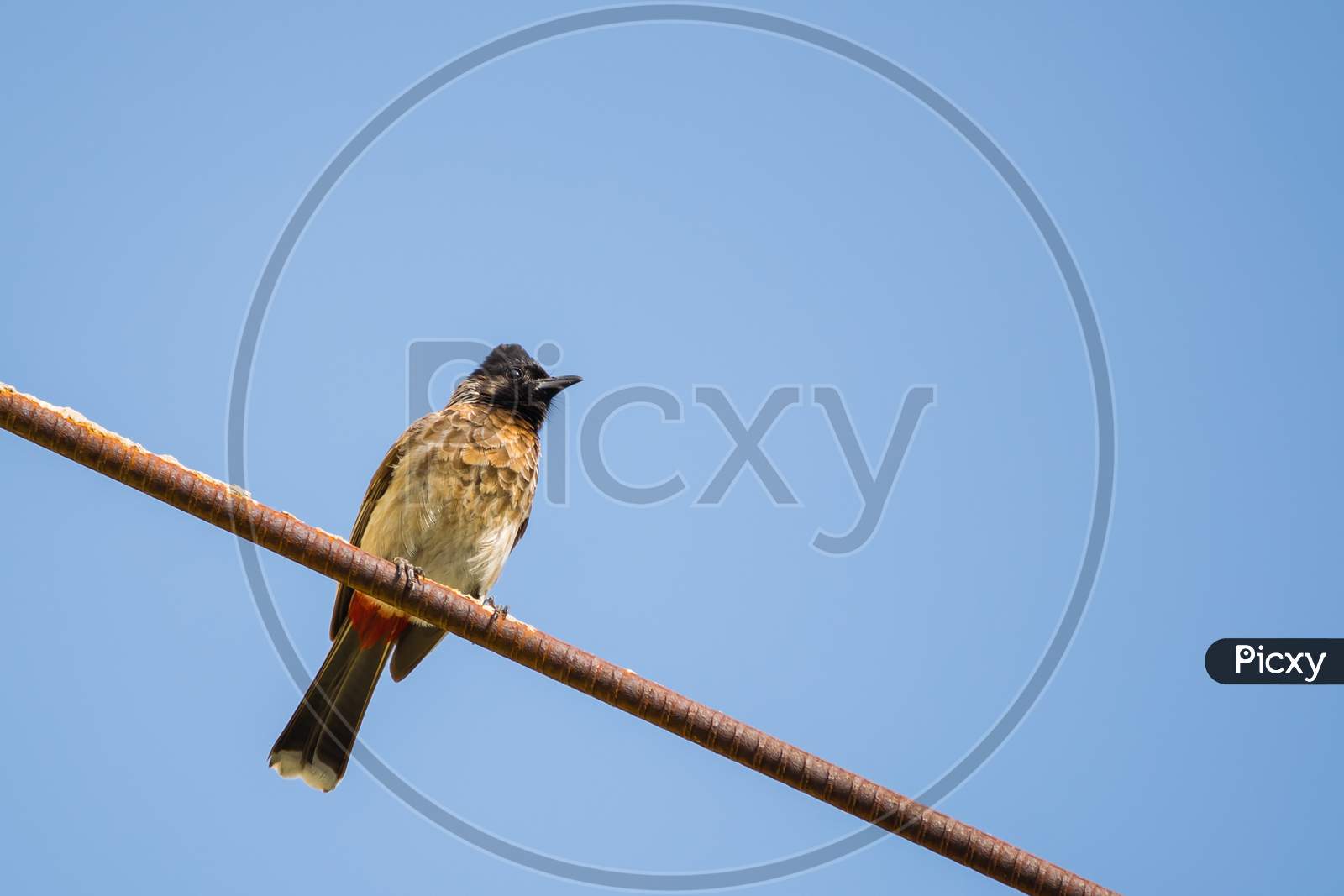 Portrait Of Red Vented Bulbul (Pycnonotus Cafer) Perched On A Metal Rod With Clear And Blue Sky In The Background
