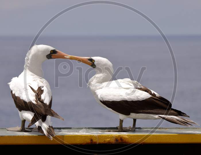 Masking Booby Love of sharing