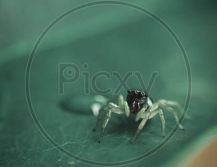 Macro photography of a small spider