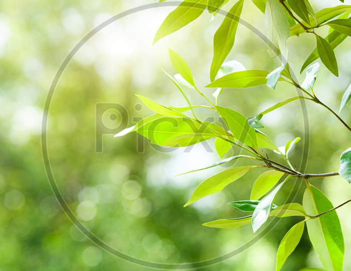 Close Up Green Leaves In Mangrove Forest. Nature And Environment Concept. Plant And Tree. Beautiful In Nature.