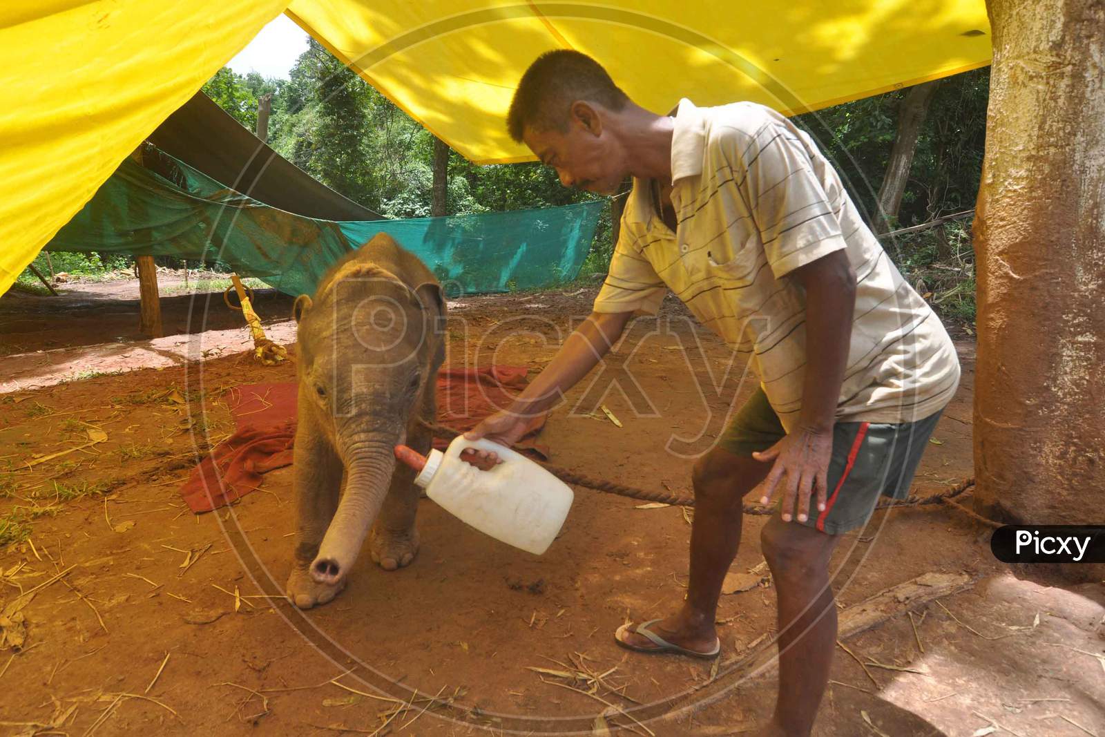An Animal Keeper Feeds A  4-Month-Old Wild Elephant Calf Which  Was Rescued By Forest Officials From Rani Reserve Forest, At Assam State Zoo In Guwahati , India