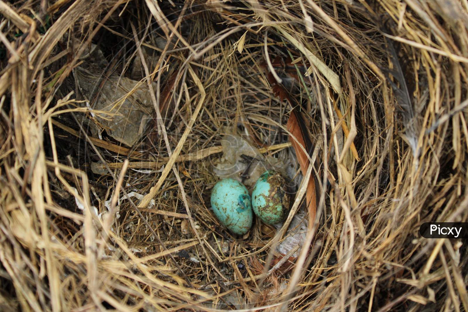 Bird's nest with bird's egg natural photography