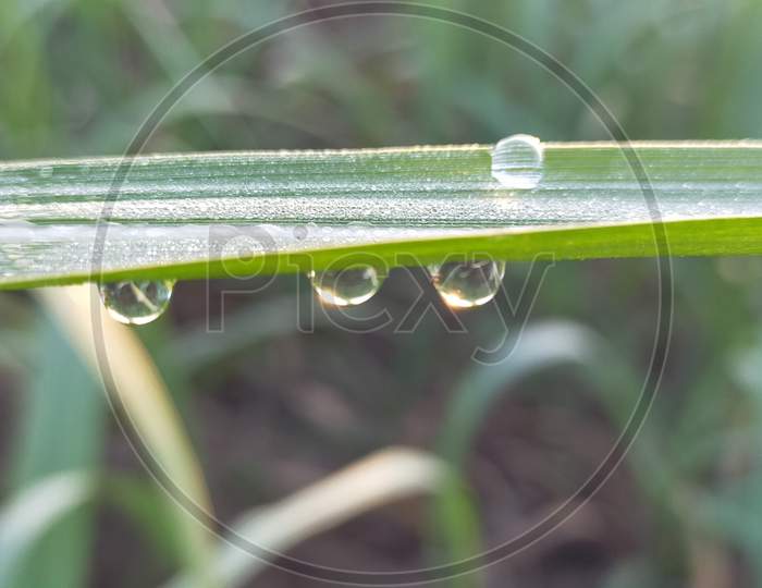 Beauty of dew drops on green leaf