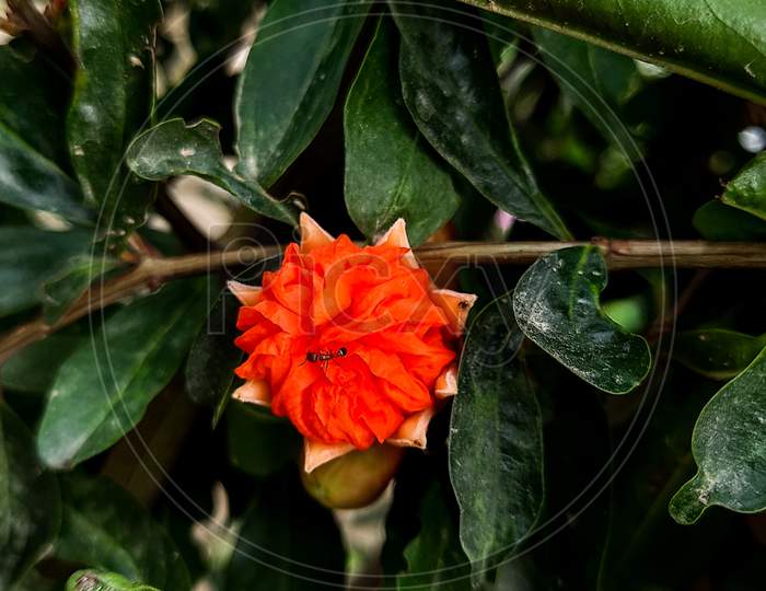 Pomogranate flower