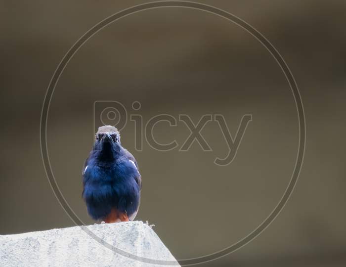 Portrait Of Indian Robin (Copsychus Fulicatus) Perched On A Wall And Staring At The Camera