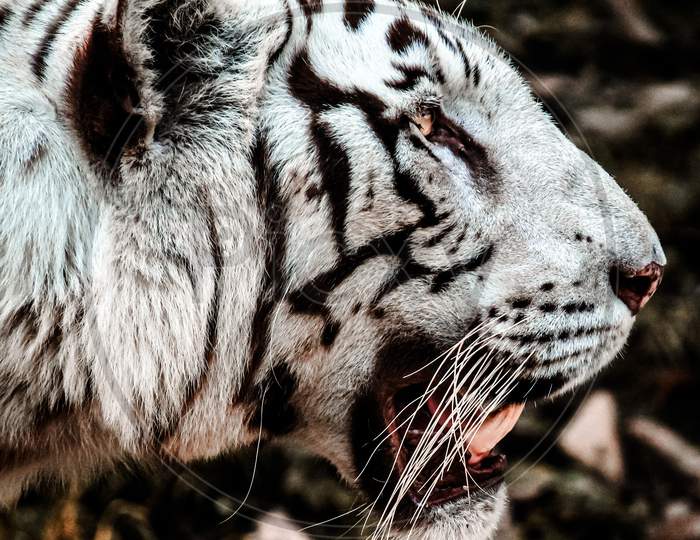 Close-up of a White tiger