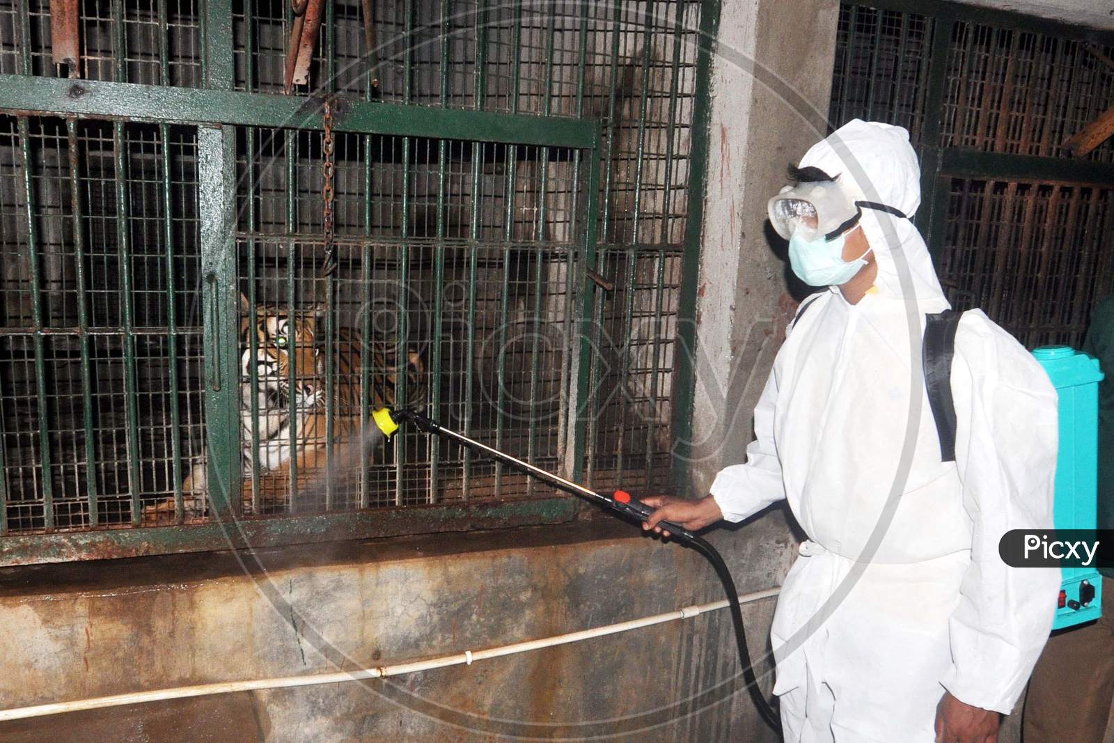 A Worker Wears Personal Protective Equipment (Ppe) As He Sprays Disinfectants At The Cages Of Tiger As A Preventive Measure Against The Spread Of The Covid-19 Coronavirus At Assam State Zoo In Guwahati, India