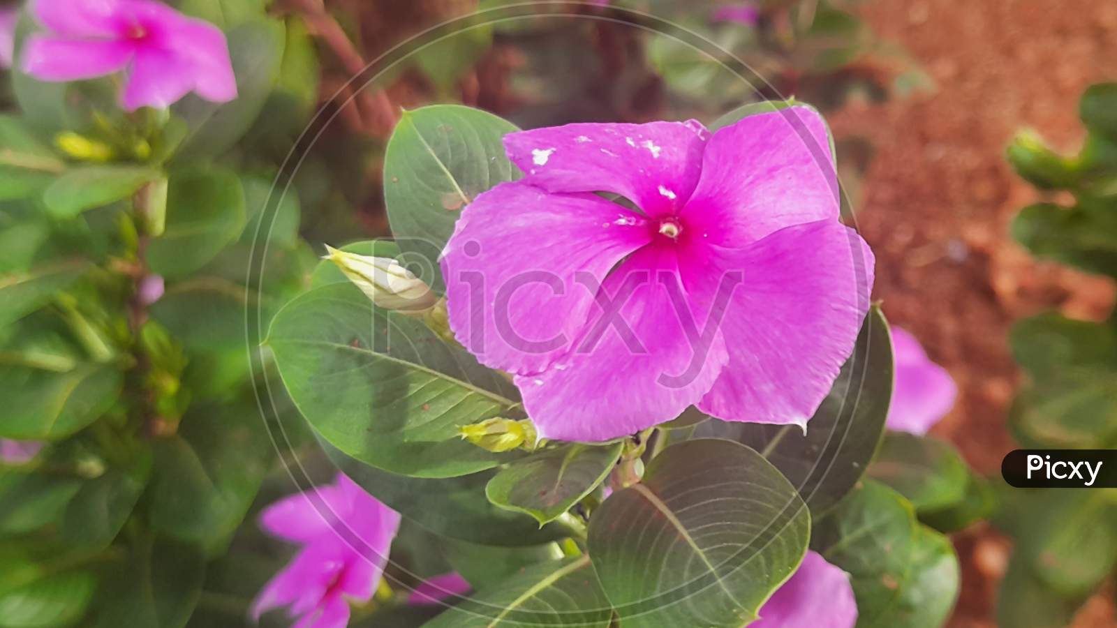 HD and beautiful pink flower