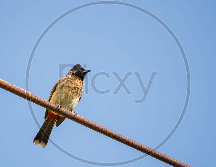Portrait Of Red Vented Bulbul (Pycnonotus Cafer) Perched On A Metal Rod With Clear And Blue Sky In The Background