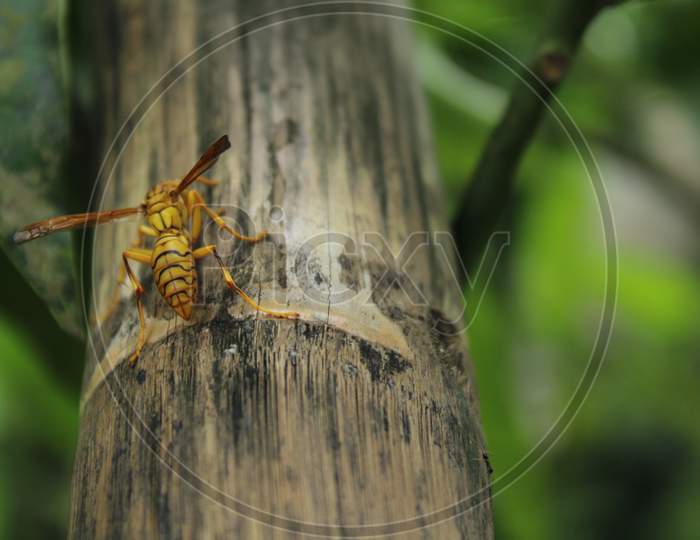 Flyer on the bamboo tree