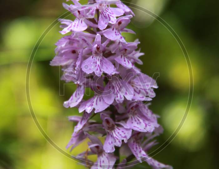 Common Spotted Orchid In Transylvania Romania