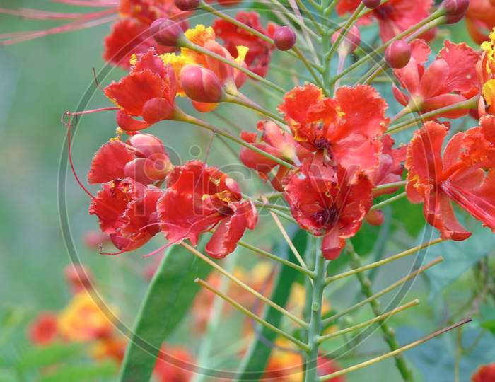 Caesalpinia Pulcherrima with flower