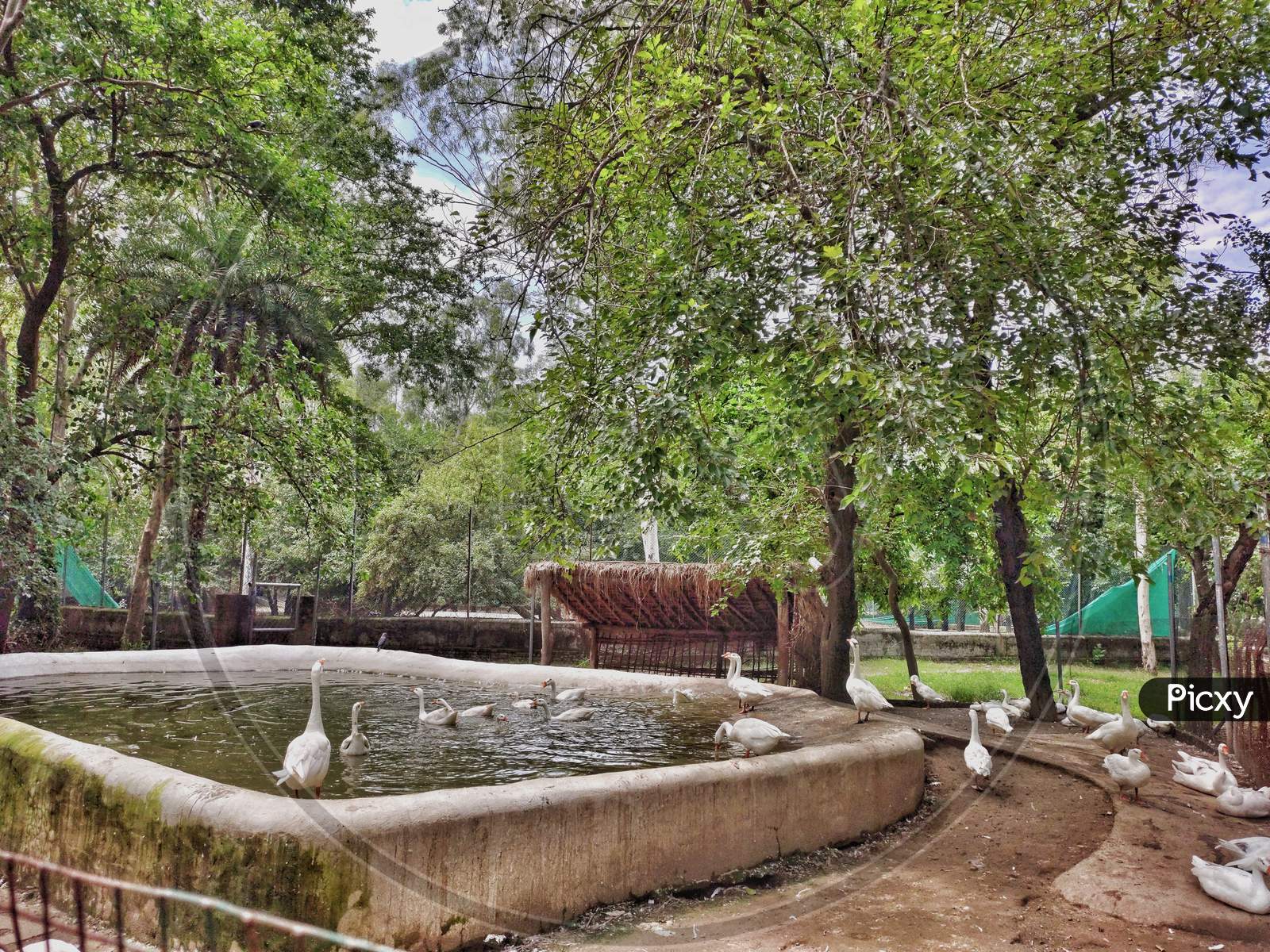 Ducks in a zoo near a pond in Punjab in india in tiger safarii zoo