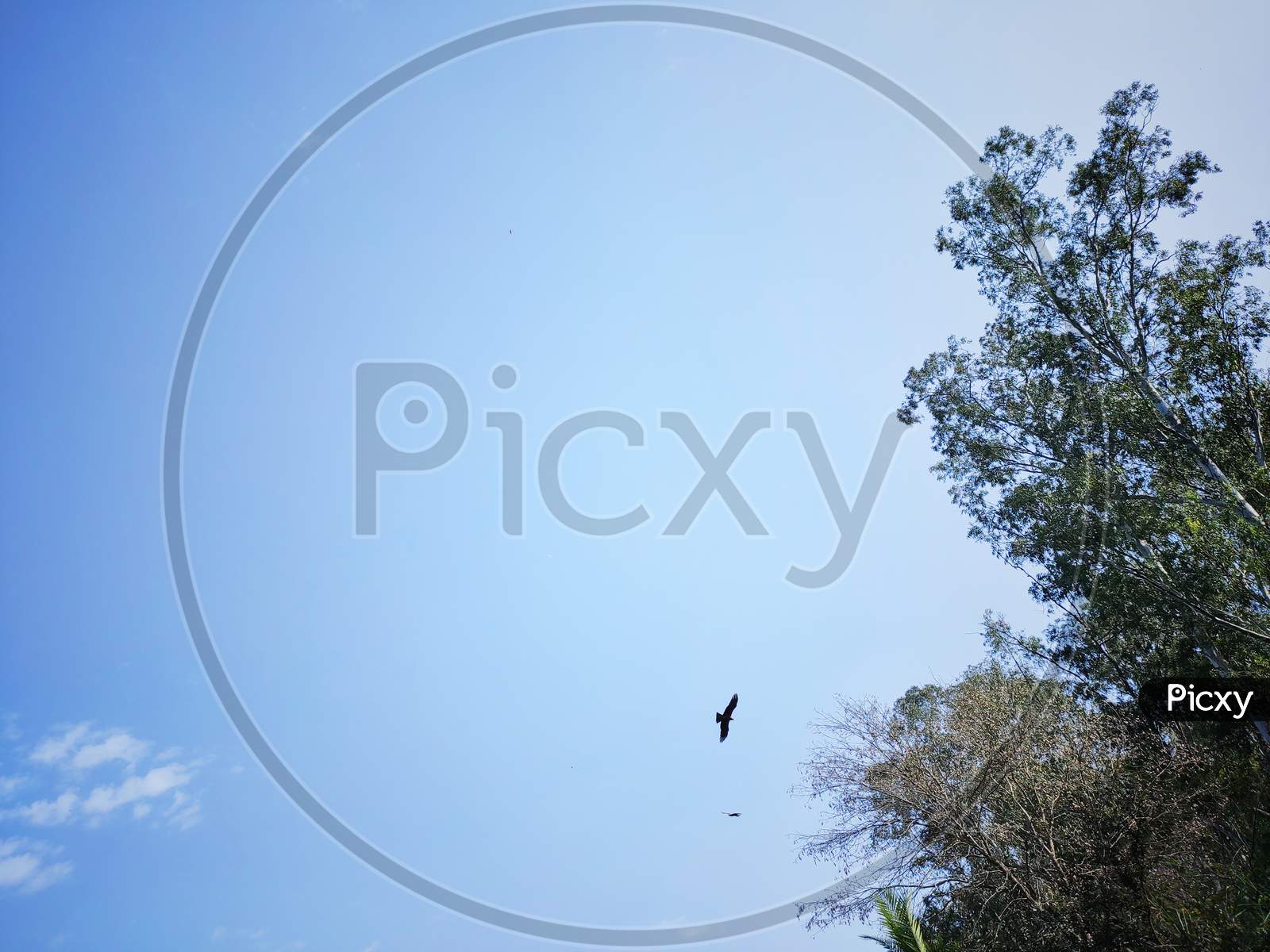 A black kite bird in the Indian sky near Eucalyptus tree  in Punjab in india