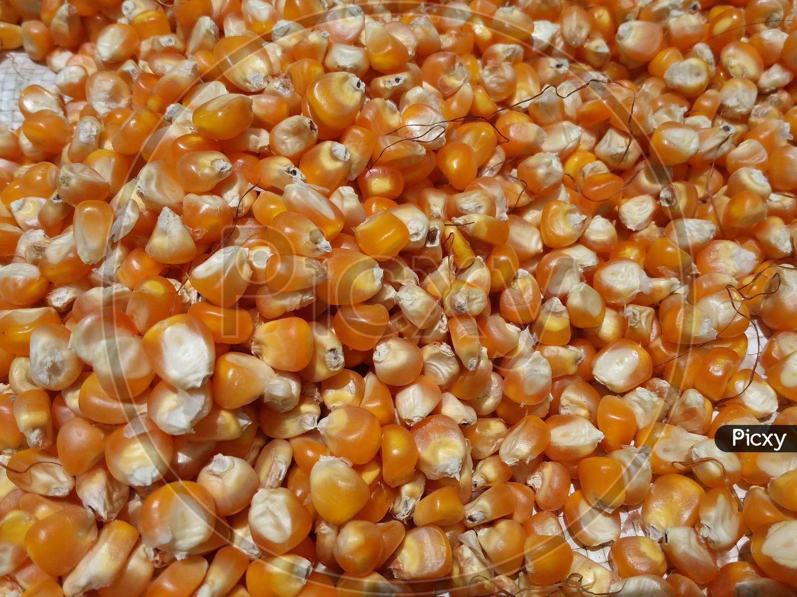 Kernel corn sweet corn