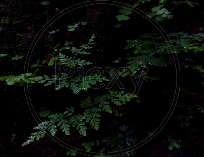 Green fern in the forest