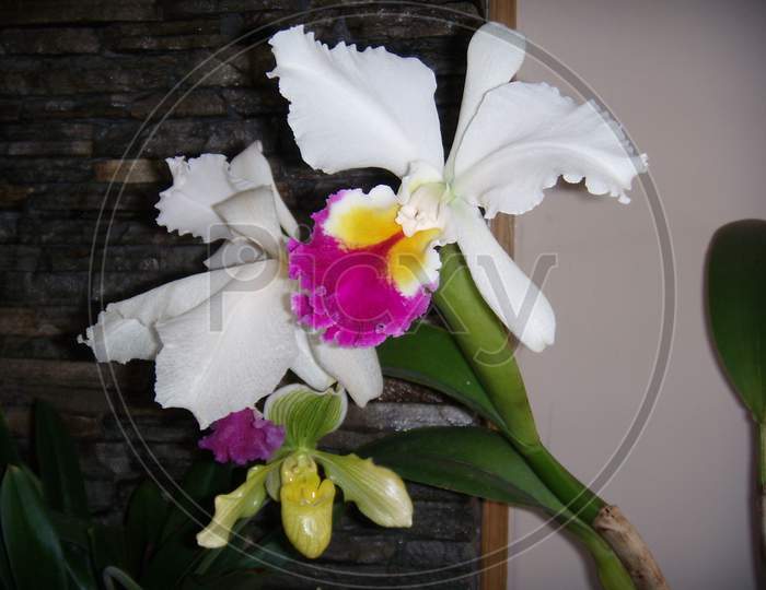 close up of white and pink shaded orchid flowers