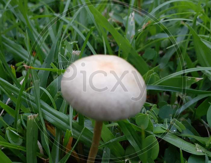 DESI MUSHROOM OR TOADSTOOL FRESH AND TEASTY YAMMY AGARICUS IS EDIBLE AND POISONOUS SPECIES