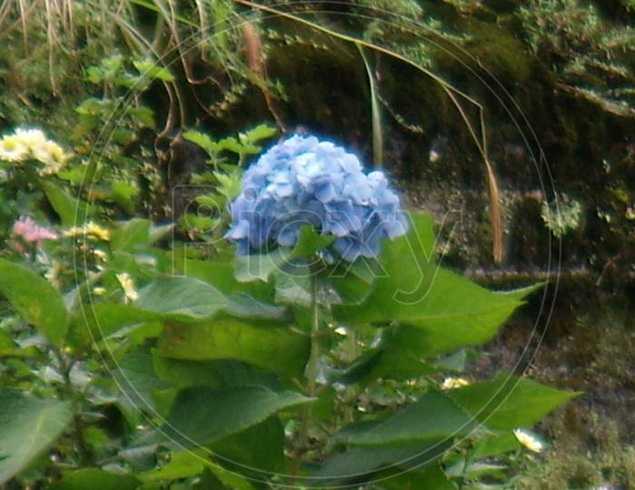 close up of a blue hydrangea flower